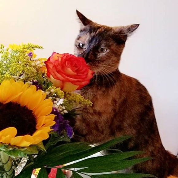 sunnysidechic